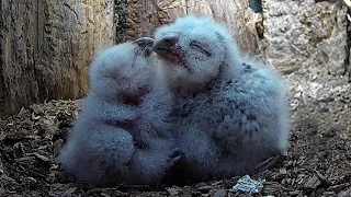 Tawny Owl Chicks Can Now Stand | Luna & Bomber | Wild Lives | Robert E Fuller
