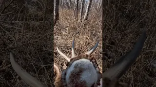 Shed #6 Northern Alberta 2024 - Weird Buck’s Other Side