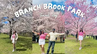 Branch brook Park Cherry blossoms | Spring 2024 | Things to do in New Jersey