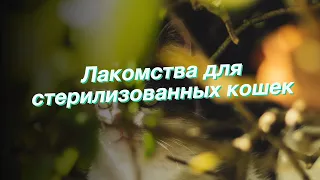 Лакомства для стерилизованных кошек