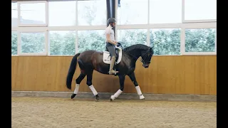Training with a sensitive horse - Patrik Kittel