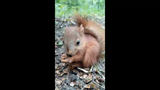 Маленький бельчонок ест орешки / A little squirrel eats nuts