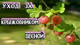 Уход за  Крыжовником Весной - Обрезка, Подкормка, Мульчирование, Обработка от Болезней