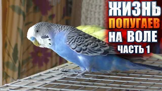 🦜 Попугайчики летают на воле | Жизнь волнистиков в вольере. Волнистый попугай кричит!