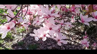 Весна. Италия. Магнолия в цвету. Magnolia in fiore. Magnolia blossoms.