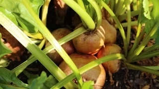 The benefits of multi-sowing modules showing a full stand of beetroot at harvesting stage