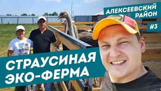 Страусиная эко-ферма | разведение страусов | Билярск 2021 | Наш Татарстан | #3