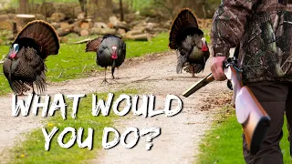 Spring Turkey Hunting Ohio