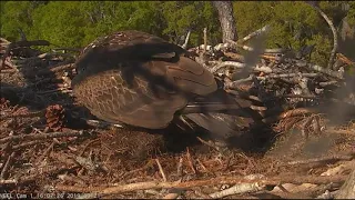 AEF NEFL Eagle Cam 3-21-19: Injured Sub Adult Paid Another Visit to the Nest
