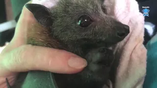 Baby flying-foxes in petting bliss:  Mouse and Freckles