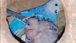 Australian Budgies Baby Growth Stages Day 1 to Day 45 | Miracle Of Life 3 baby is growth tips