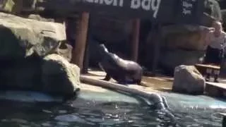 Sealion show at Chessington World of Adventures