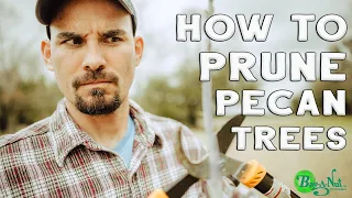 How to Prune Pecan Trees. The Secret To Trimming.