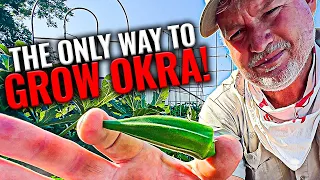 Growing Okra | Best Tips