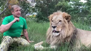 Лев Султан ВОШЕЛ В ПРАЙД ВОЖАКА ! Russian Lion man !