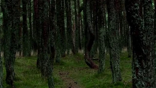 Dancing Forest - Baltic Mystery. Kaliningrad, Russia.