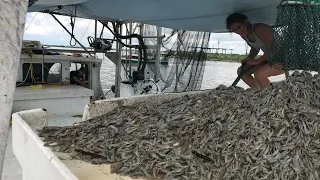 Amazing commercial shrimp fishing on the sea - Lots of shrimp are caught on the boat #06