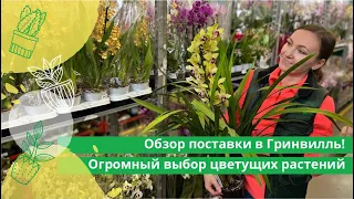 Обзор поставки в Гринвилль! Огромный выбор цветущих растений