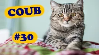 COUB COMPILATION #30 | [18+] | ноябрь 2019 (11 минут)