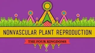 The Reproductive Lives of Nonvascular Plants: Alternation of Generations - Crash Course Biology #36