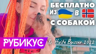 Как мы БЕСПЛАТНО выехали из Украины в Норвегию через Польшу с собакой. Часть 2 РУБИКУС/Hvite Busser