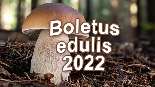 The Best Of Mushroom Hunting 2022 - Boletus edulis | Cep | Penny bun | King bolete | Funghi pocrini