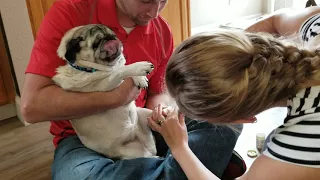 Pug Nail Clipping