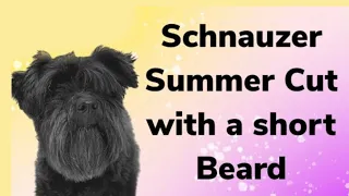 A SCHNAUZER dog in a short summer cut with a short beard. Trim for a Mini Schnauzer.