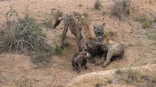 Hyena family interaction - Just listen to the sounds.