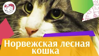 Норвежская лесная кошка. Особенности. Уход