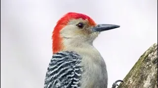 Red Headed Woodpecker, Cardinals, and a few other species #birding