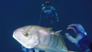 GT Spearfishing Action - Kuwait