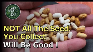Saving Your BEAN SEED - How To Harvest, Dry And Store It - PLUS The Problems To Look Out For