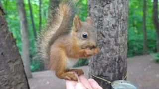 Покормил бельчонка / Fed the little squirrel baby