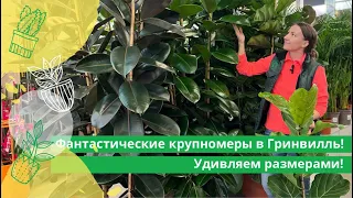 Фантастические крупномерны в Гринвилль! Удивляем размерами !