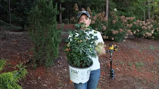 Planting Shrubs in Clay Soil & Training Climbing Roses | Gardening with Creekside
