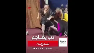 دب يهاجم مدربه خلال عرض سيرك بروسيا