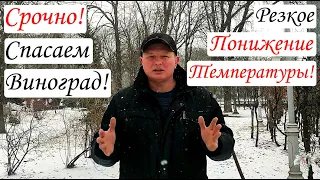 СРОЧНО!!! Спасаем ВИНОГРАД! Понижение ТЕМПЕРАТУРЫ от (-1.0) до (-5.0) ГРАДУСОВ!