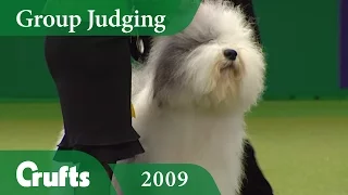 Old English Sheepdog wins Pastoral Group Judging at Crufts 2009 | Crufts Dog Show