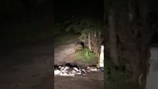 Ako zahnať medveďa keď preberá plasty z kontajnera na Podbanskom