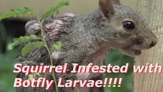 Squirrel infested with Botfly Larvae