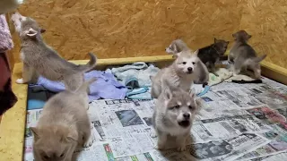 狼犬　生後28日　遠吠え大合唱