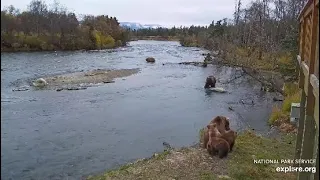 Katmai Brooks Falls Cam.  A boar came too close to bear 708's family. 10. 10.2023. Explore.org