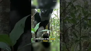 Indri - The Melodious Lemur of the Rainforest