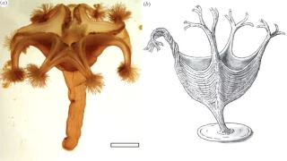 Развитие жизни на Земле (The Evolution of Life) - Хаоотия (Haootia quadriformis)