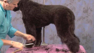 Portuguese Water Dog in a Working Retriever Trim