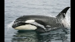 Southern Resident Killer Whales of the Salish Sea - Can We Save Them?
