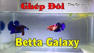 Ghép Đôi Sinh Sản Cá BETTA GALAXY - Thức Ăn Cho Cá Betta Bột┃Đồng Quê Channel