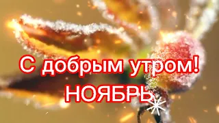 С Добрым Утром, ноябрь! ♥️Красивое (короткая музыкальная анимация) пожелание С ДОБРЫМ УТРОМ!