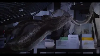 Natural History Museum Alive [2014] - Gigantophis Screen Time